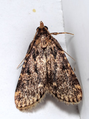 Aglossa caprealis