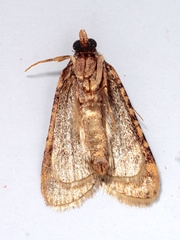 Aglossa caprealis