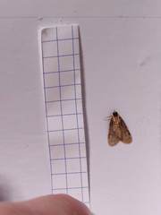Aglossa caprealis