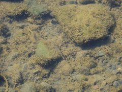 Pomatoschistus microps