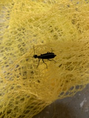 Epicauta cinerea-group