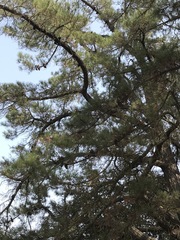 Pinus