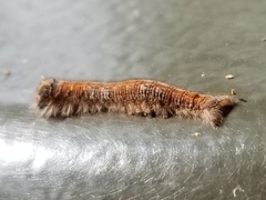 Lasiocampoidea