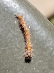 Lasiocampoidea