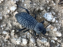 Cryptoglossa variolosa