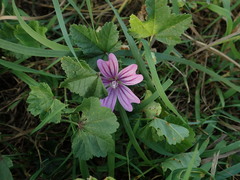 Malva sylvestris