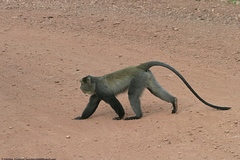 Cercopithecus mitis manyaraensis