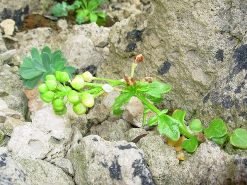 Cochlearia tridactylites