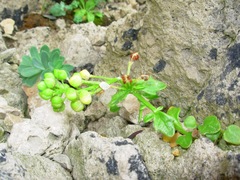 Cochlearia tridactylites