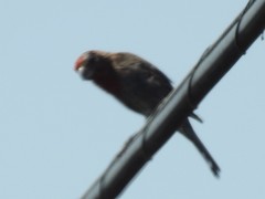 Haemorhous mexicanus