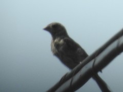 Haemorhous mexicanus