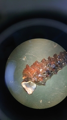 Tympanotonos fuscatus