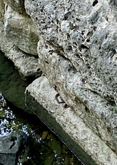 Nerodia erythrogaster