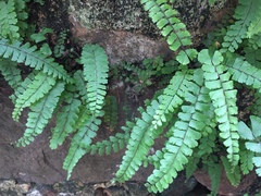 Adiantum malesianum