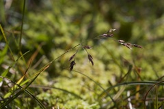 Vahlodea atropurpurea