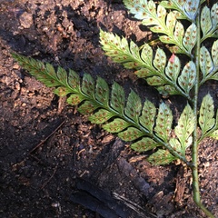 Parapolystichum munitum