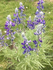 Lupinus covillei