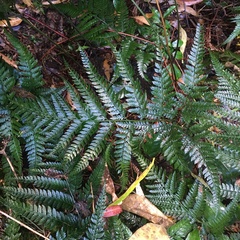 Parapolystichum munitum