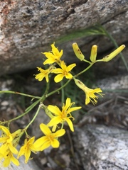 Crepis intermedia