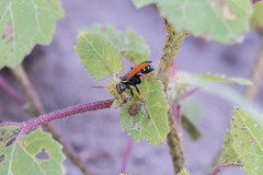 Parabatozonus lacerticida