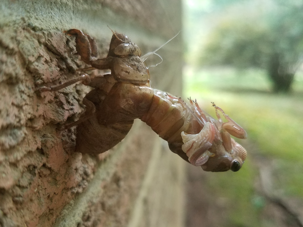 Fall Southeastern Dusk-singing Cicada
