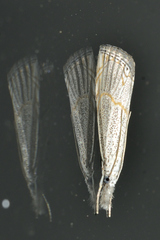 Haimbachia
