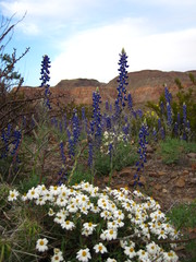 Lupinus havardii