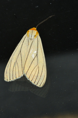 Spilosoma pelopea