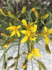 Crepis intermedia