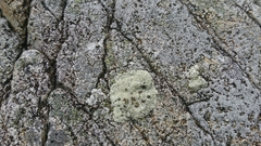 Lecanora sulphurea
