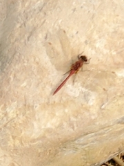 Sympetrum costiferum