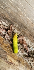 Actias luna