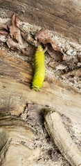 Actias luna