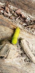 Actias luna