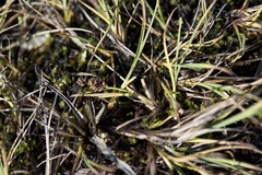 Carex rufina