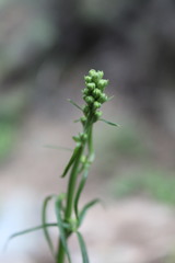 Delphinium cardinale