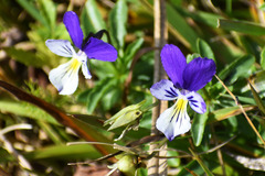 Viola lutea lutea