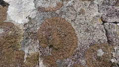 Anaptychia runcinata