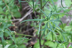 Delphinium cardinale