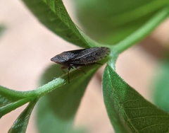 Aphrodini