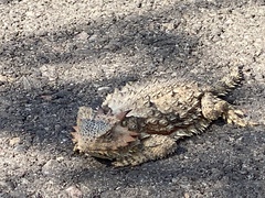 Phrynosoma cerroense