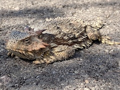 Phrynosoma cerroense