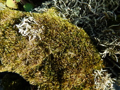 Hypnum cupressiforme lacunosum