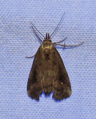 Schrankia macula