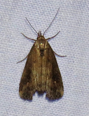 Schrankia macula