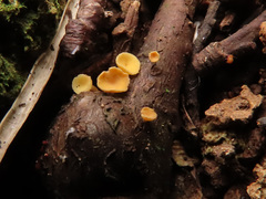 Hymenoscyphus calyculus