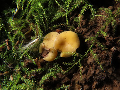 Hymenoscyphus calyculus