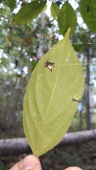 Micrathena plana
