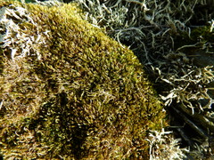 Hypnum cupressiforme lacunosum