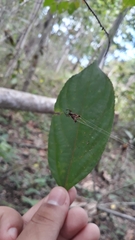 Micrathena plana